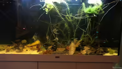 Rio Negro von Biotop