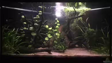 Rio Orinoco (wurde aufgelöst) von mikeschchaos