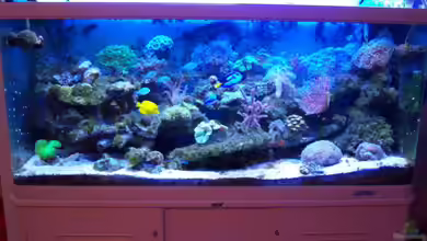 Rundbogenglasaquarium von Jürgen Stapf