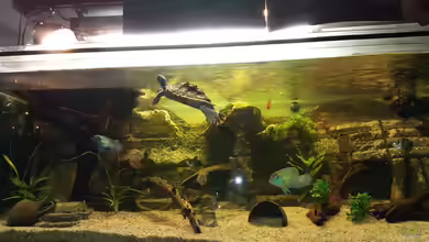 Schildkröten Gesellschaftsbecken von Aqua-A