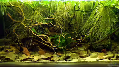 Südamerika Biotop von Martin Ihde
