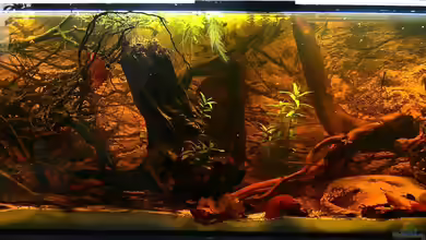 Südamerika Schwarzwasserbiotop von Goldfisch