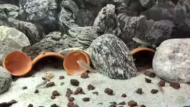 Süßwasser Schleimfische aus dem Gardasee von Helga Kury