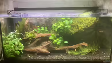 Sunken Tree (aufgelöst) von Fischfan11