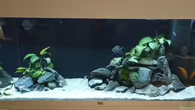 Tanganjika Becken von TangaFan