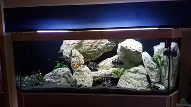 Tanganjika (Frontosa, Cyprichromis, ..) 1000l von TH