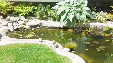 Teich von Sissifischlein