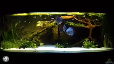 The Lago Azul Obsolete von The_Lizardking