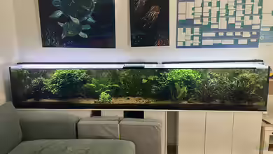 Tropischer Bachlauf 2.0 von Fischfan11