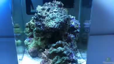 Uwe das Meerwasseraquarium von Sebastian Philipp