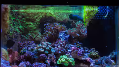 WG-Riff von Cichlid Power