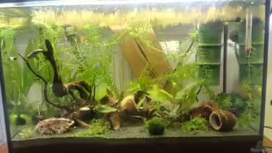 Zwergwelsbecken von Zwergwels Fan
