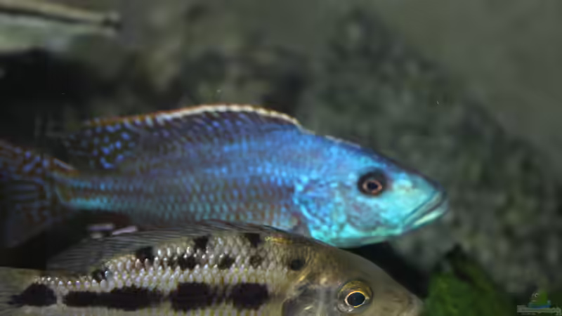Einrichtungsbeispiele für die Haltung von Nimbochromis fuscotaeniatus im Aquarium Einrichtungsbeispiele für die Haltung von Nimbochromis fuscotaeniatus im Aquarium