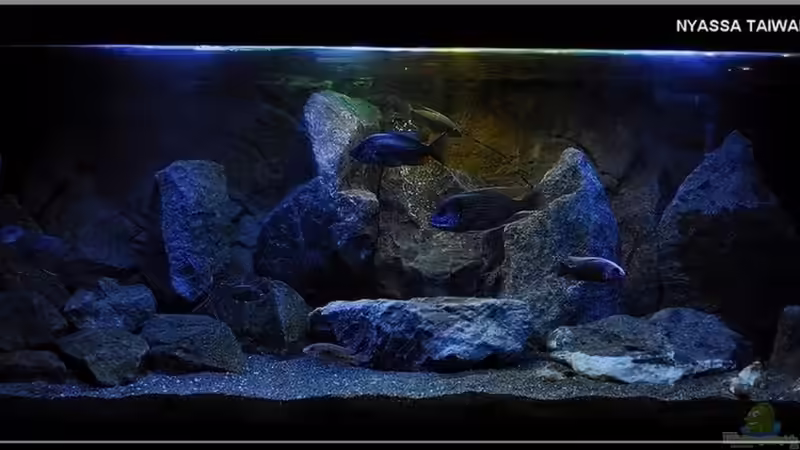 ...kleines `Nyassa TAIWAN REEF` in 540L...