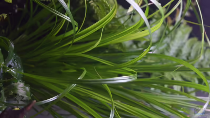Helfers Zyperngras im Aquarium pflegen (Einrichtungsbeispiele für Cyperus helferi) Helfers Zyperngras im Aquarium pflegen (Einrichtungsbeispiele für Cyperus helferi)
