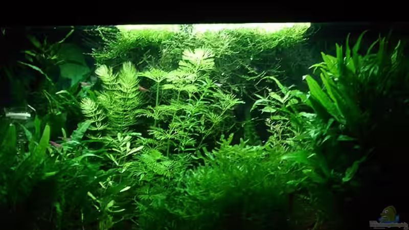  Hemianthus micranthemoides