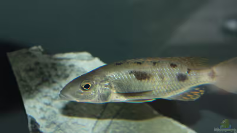 Einrichtungsbeispiele für Stigmatochromis pholidophorus Einrichtungsbeispiele für Stigmatochromis pholidophorus