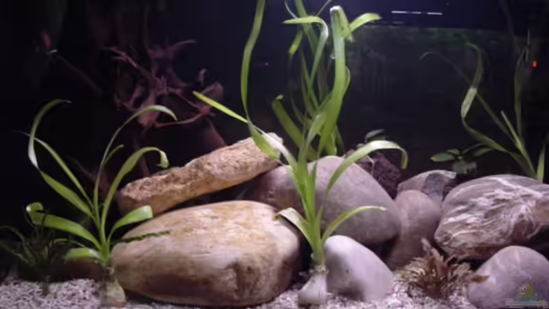 100x50x50 Aquarium mit HMF Filterung