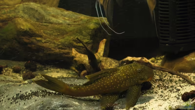Aquarien mit Baryancistrus demantoides (L 200 Hifin)
