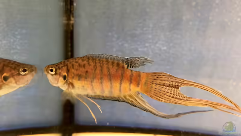 2019 ??? 150 Jahre Aquaristik, Teil 1