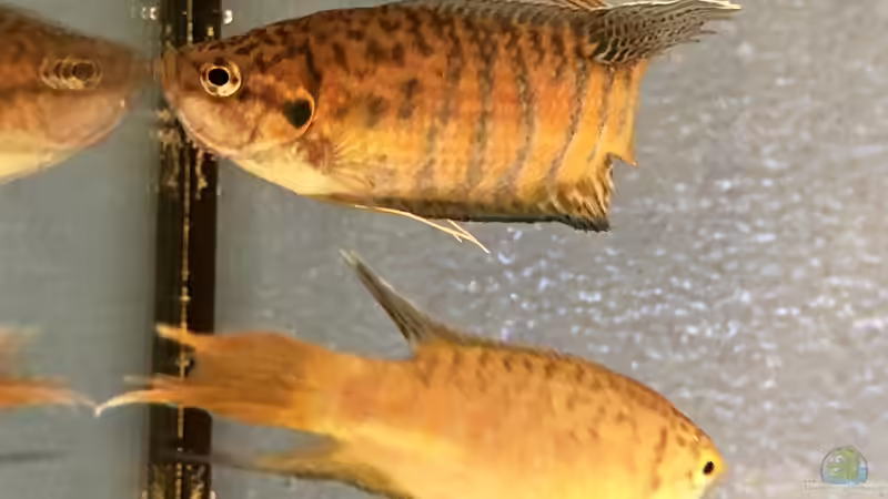 2019 ??? 150 Jahre Aquaristik, Teil 1