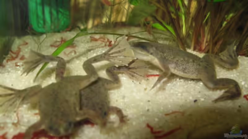 Fütterung mit Mückenlarven (Zierfischfutter)