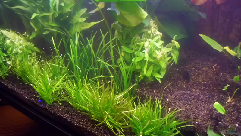 Blyxa aubertii im Aquarium (Einrichtungsbeispiele mit Auberts Fadenkraut) Blyxa aubertii im Aquarium (Einrichtungsbeispiele mit Auberts Fadenkraut)