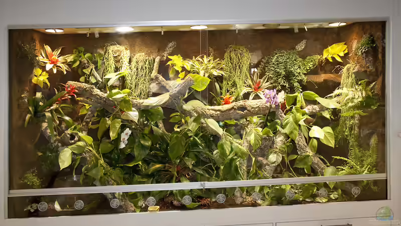 290 cm langes Regenwaldterrarium für Smaragd-Warane