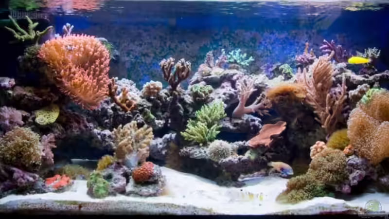 ***300l Meer***