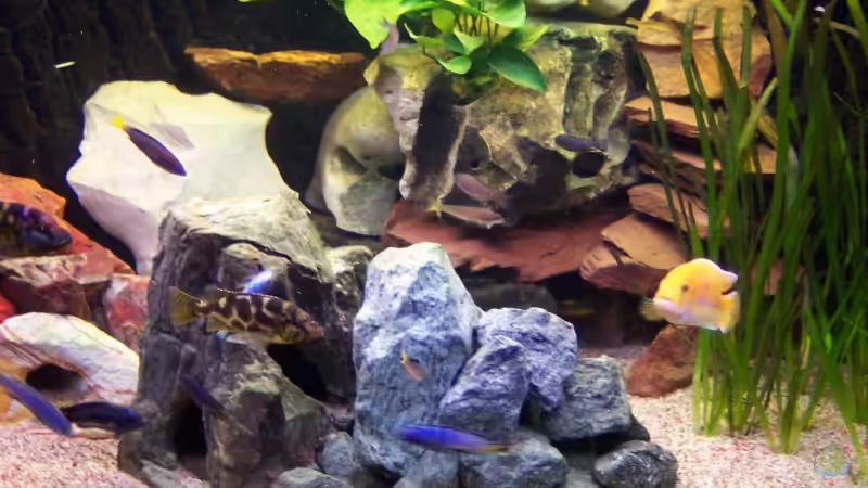 350 Liter Malawi