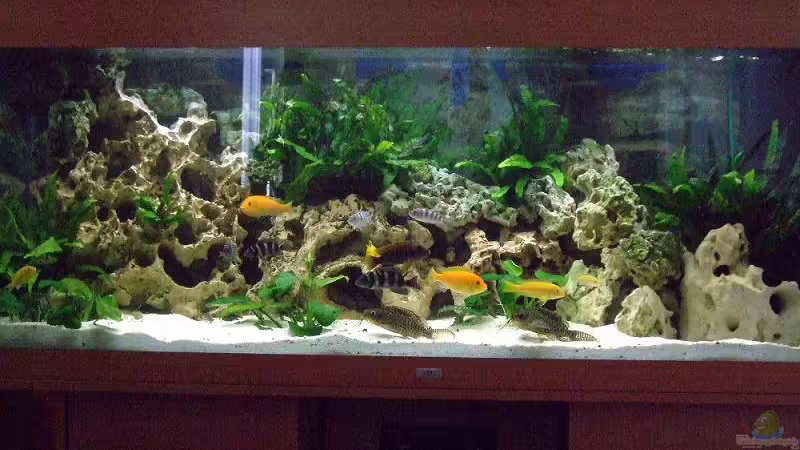 400 Ltr. Mbuna-Becken