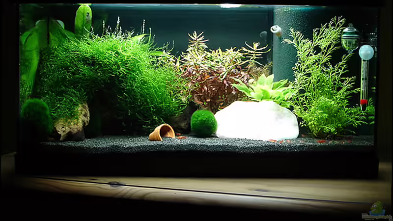 56 Liter Red-Fire Garnelenbecken