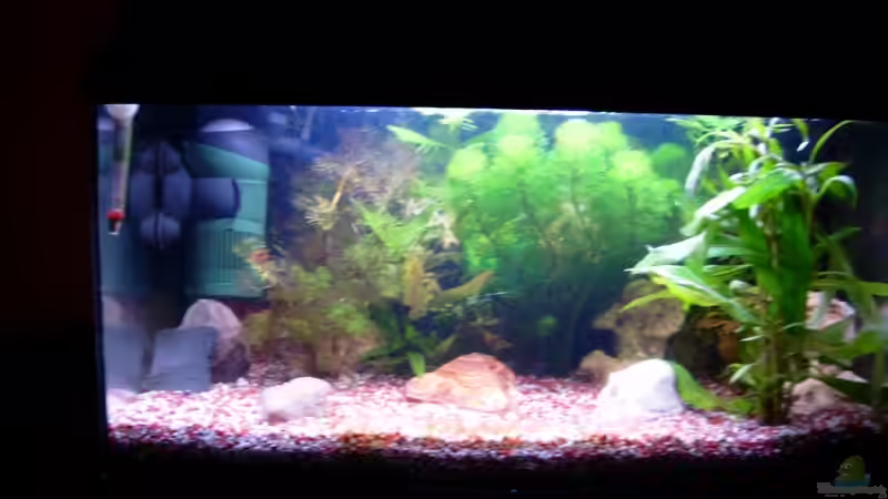 60 Liter Aufzuchtbecken
