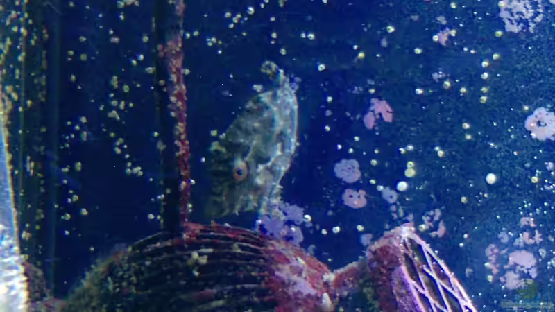 Acreichthys tomentosus im Aquarium halten (Einrichtungsbeispiele für Tang-Feilenfisch) Acreichthys tomentosus im Aquarium halten (Einrichtungsbeispiele für Tang-Feilenfisch)