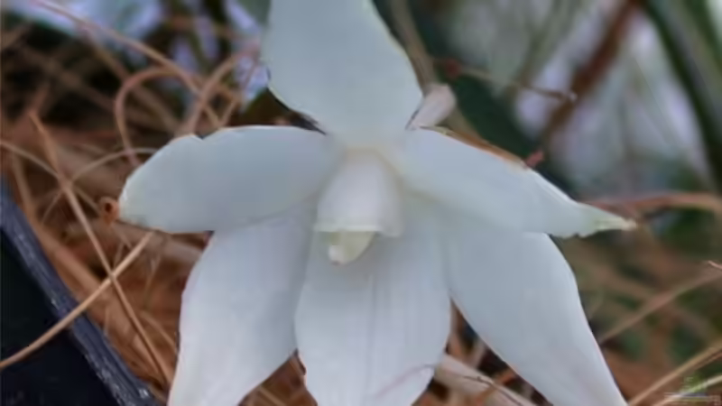 Aerangis biloba