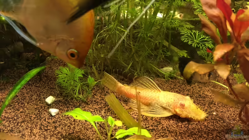 Aquarien mit Ancistrus sp. "Gold" (Goldantennenwels) Aquarien mit Ancistrus sp. "Gold" (Goldantennenwels)