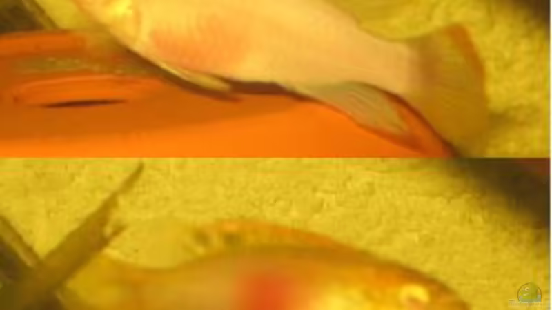 albinopppb