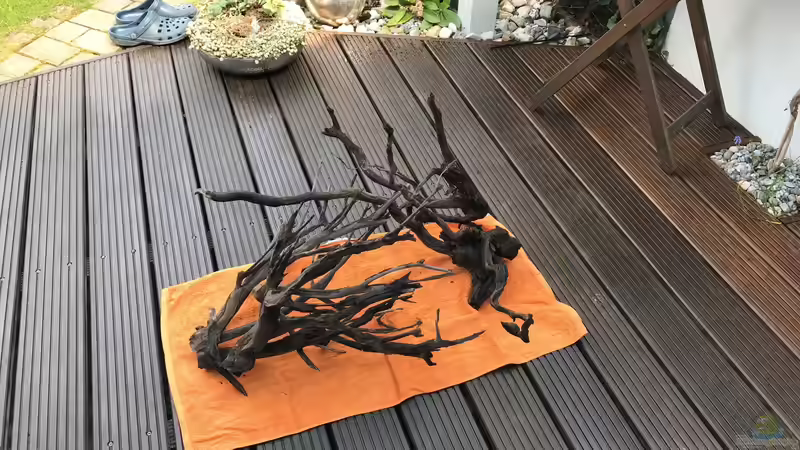 Talawa Wood als Deko im Aquarium (Einrichtungsbeispiele für die Verwendung von Talawa Holz) Talawa Wood als Deko im Aquarium (Einrichtungsbeispiele für die Verwendung von Talawa Holz)