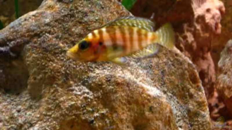 Aquarien mit Altolamprologus compressiceps (Nanderbuntbarsch)