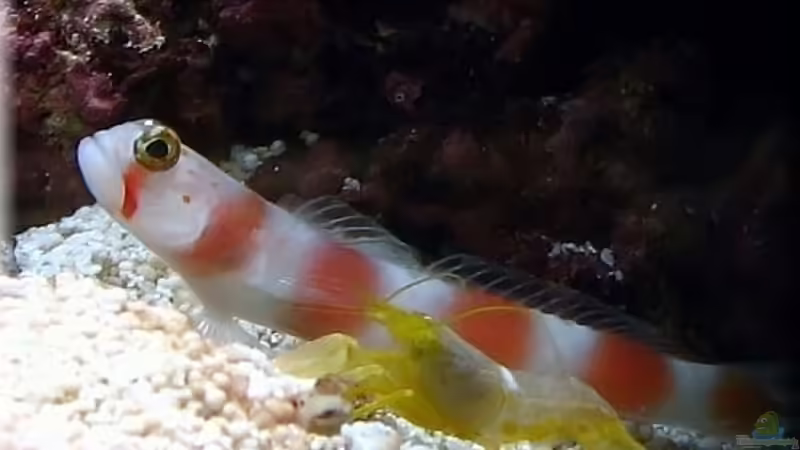 Aquarien mit Amblyeleotris aurora (Partner-Grundel)