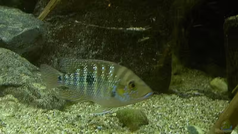 Cribroheros robertsoni im Aquarium halten (Einrichtungsbeispiele für Cribroheros robertsoni) Cribroheros robertsoni im Aquarium halten (Einrichtungsbeispiele für Cribroheros robertsoni)