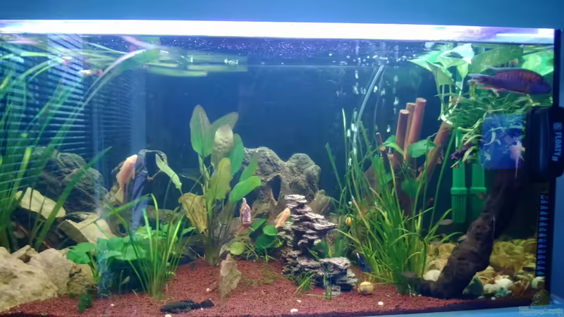 Aquarien mit Schiefer als Dekoration Aquarien mit Schiefer als Dekoration
