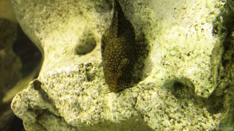 Ancistrus pirareta im Aquarium halten (Einrichtungsbeispiele für Pirareta Antennenwelse) Ancistrus pirareta im Aquarium halten (Einrichtungsbeispiele für Pirareta Antennenwelse)