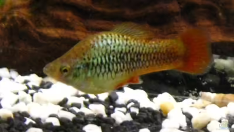 Aquarien für Xiphophorus variatus (Papageienplaty)
