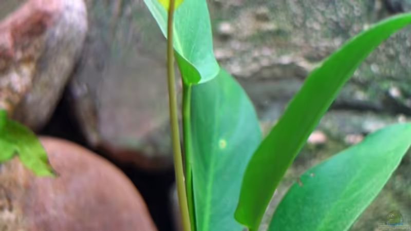 Anubias afzelii im Aquarium pflanzen (Einrichtungsbeispiele mit Afzelius Speerblatt)