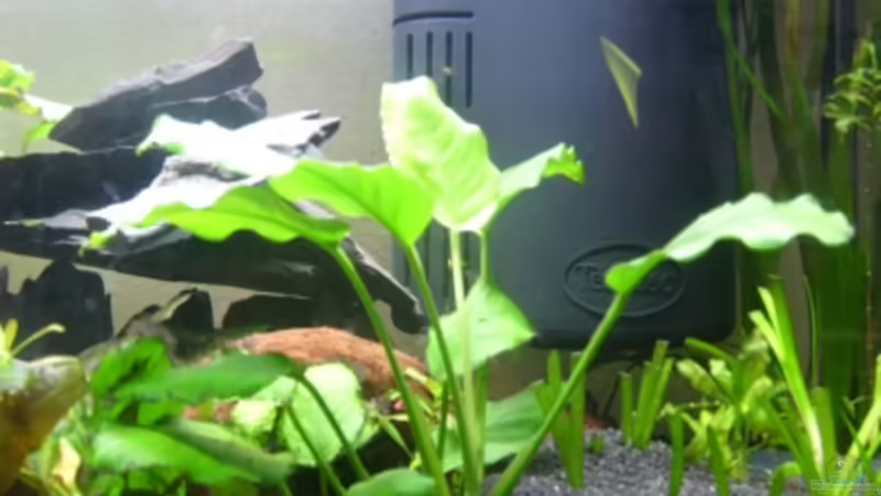 Anubias heterophylla im Aquarium pflanzen (Einrichtungsbeispiele mit Verschiedenblättriges Speerblatt) Anubias heterophylla im Aquarium pflanzen (Einrichtungsbeispiele mit Verschiedenblättriges Speerblatt)