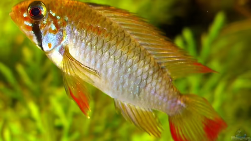 Aquarien mit Apistogramma viejita (Schwarzkehl-Zwergbuntbarsch) Aquarien mit Apistogramma viejita (Schwarzkehl-Zwergbuntbarsch)