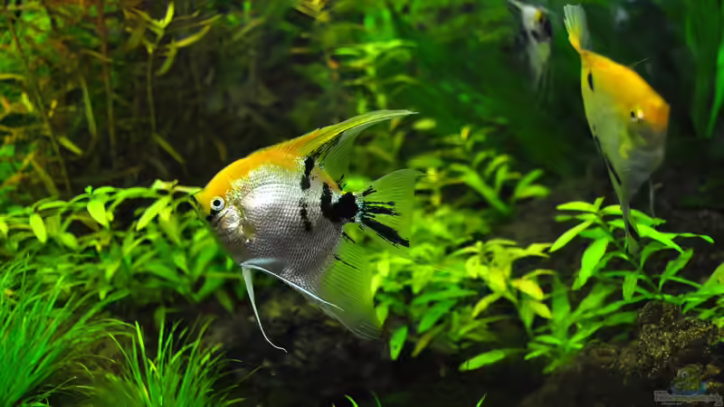 Aquarien als Lehrmittel in der Schule