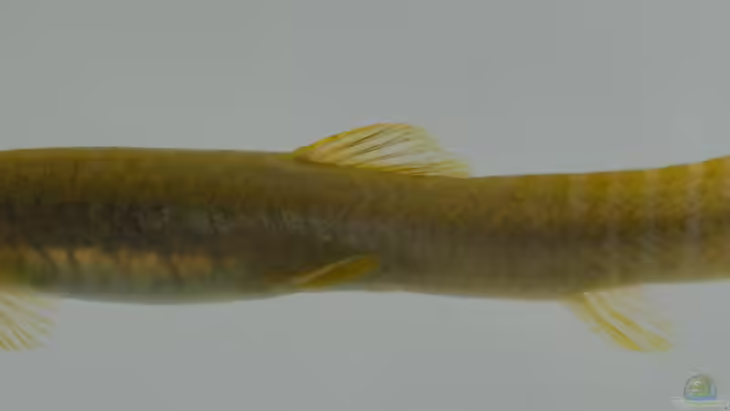 Aborichthys elongatus im Aquarium halten (Einrichtungsbeispiele für Indische Rotflossenschmerle) Aborichthys elongatus im Aquarium halten (Einrichtungsbeispiele für Indische Rotflossenschmerle)