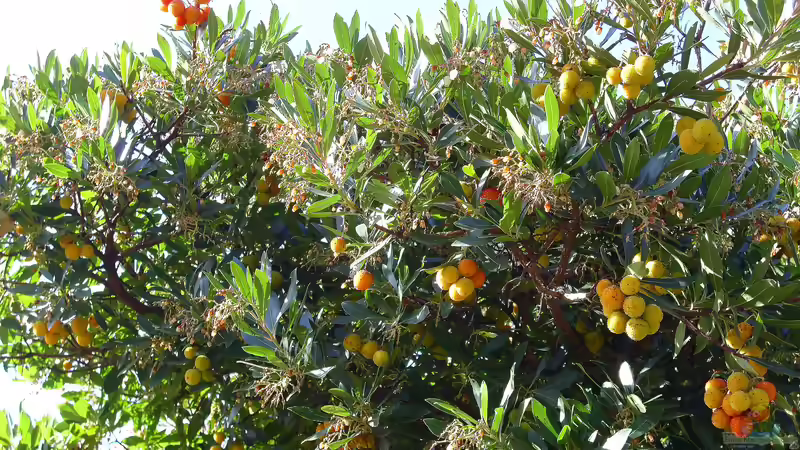 Arbutus unedo im Garten pflanzen (Einrichtungsbeispiele mit Westlicher Erdbeerbaum) Arbutus unedo im Garten pflanzen (Einrichtungsbeispiele mit Westlicher Erdbeerbaum)
